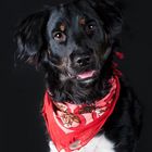 Hunde-Fotoshooting Reitverein Rudow - Stanley -