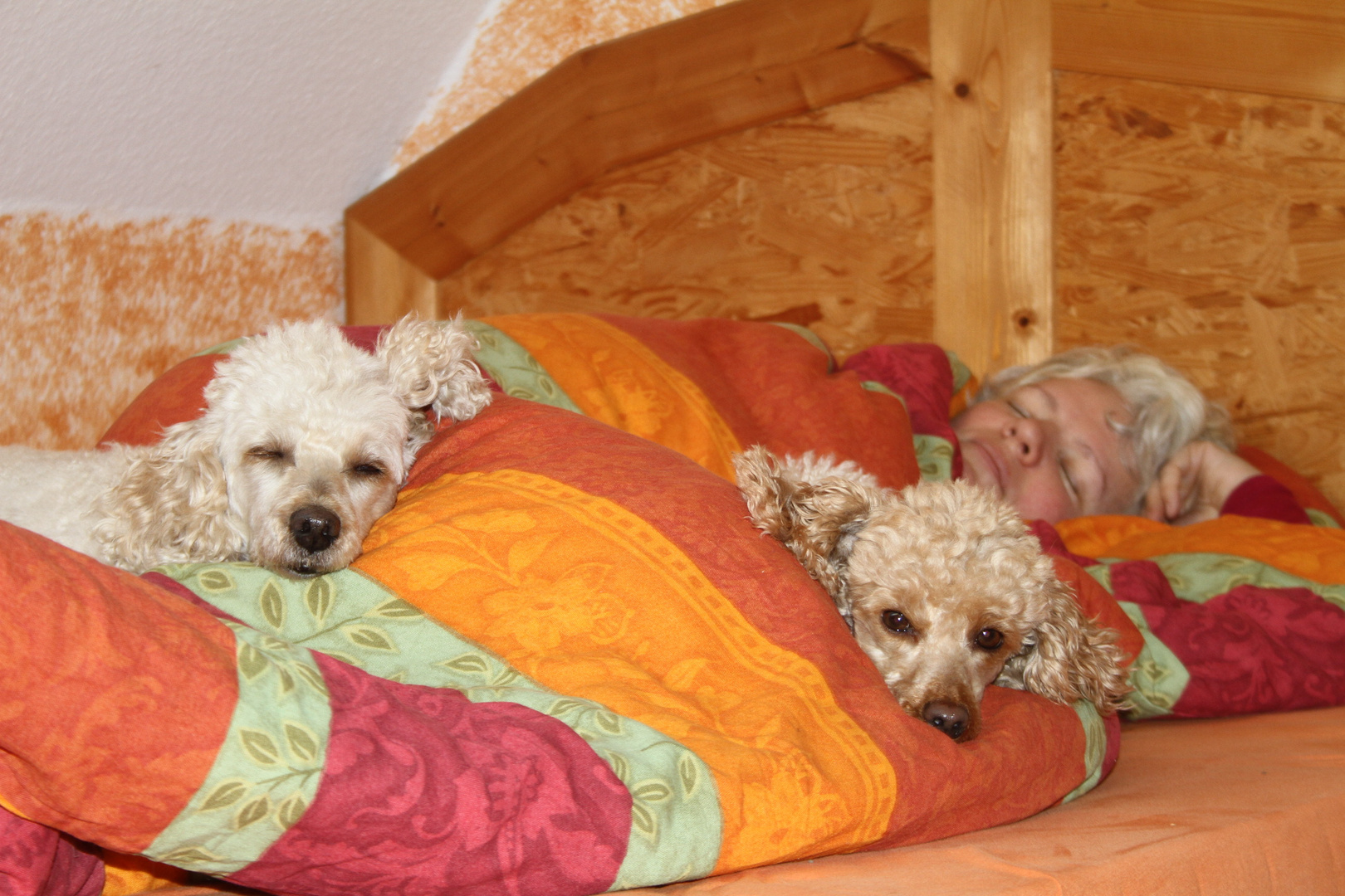 Hunde gehören nicht ins Bett..... ;-)