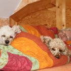 Hunde gehören nicht ins Bett..... ;-)