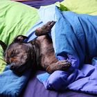 Hunde gehörennicht ins Bett..