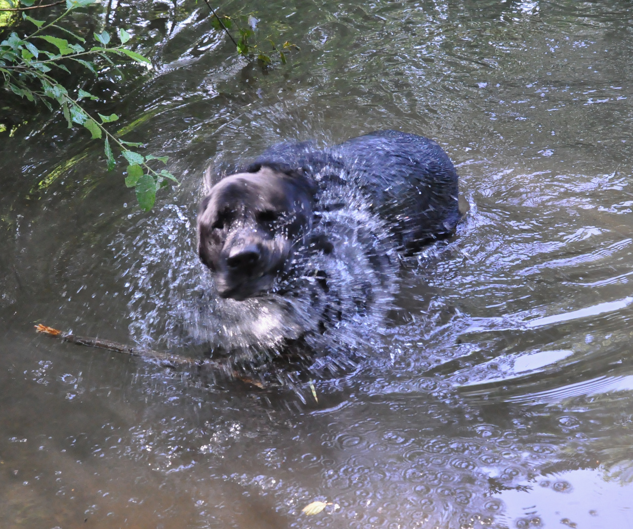 Hunde: Gigolo im Wasser
