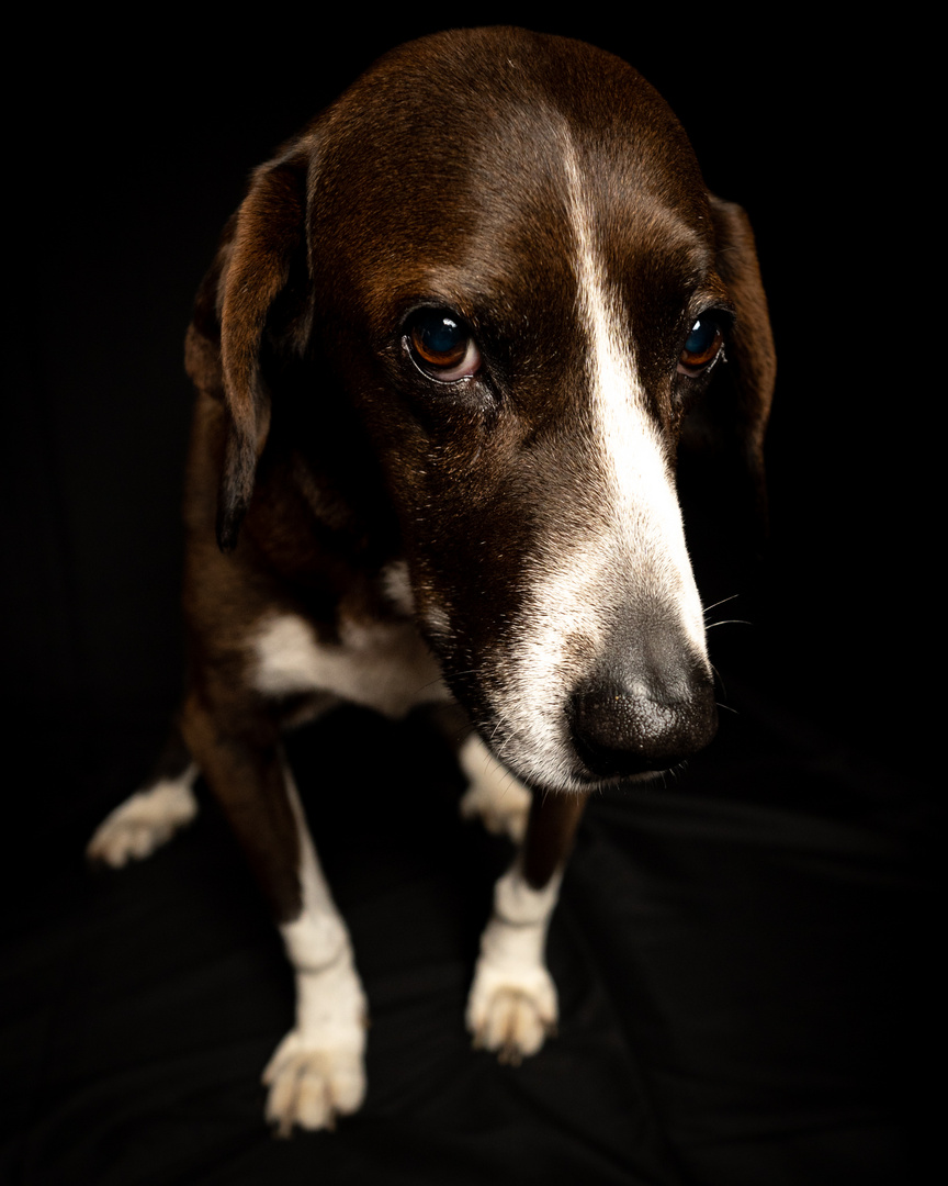 Hunde haben alle guten Eigenschaften des Menschen, ohne gleichzeitig ihre Fehler zu besitzen.