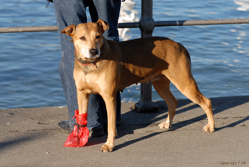 Hunde haben auch Gehprobleme