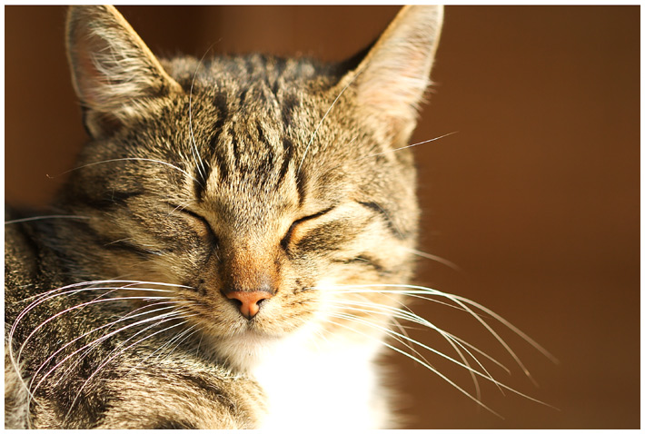 Hunde haben Herrchen, Katzen haben Personal Foto & Bild tiere