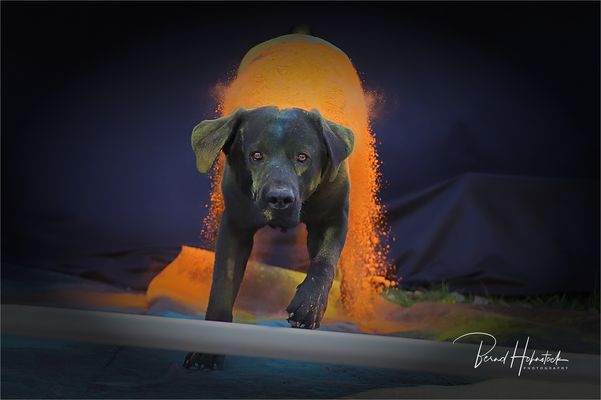 Hunde ..... Herr Lohmann