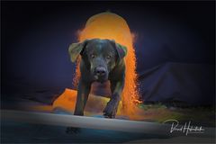 Hunde ..... Herr Lohmann