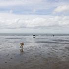 Hunde im auf dem Weg von Sahlenburg zur Insel Neuwerk