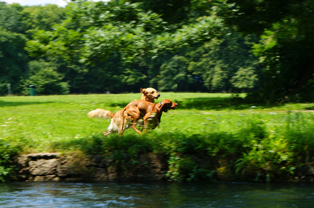 Hunde im englischen Garten