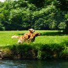 Hunde im englischen Garten