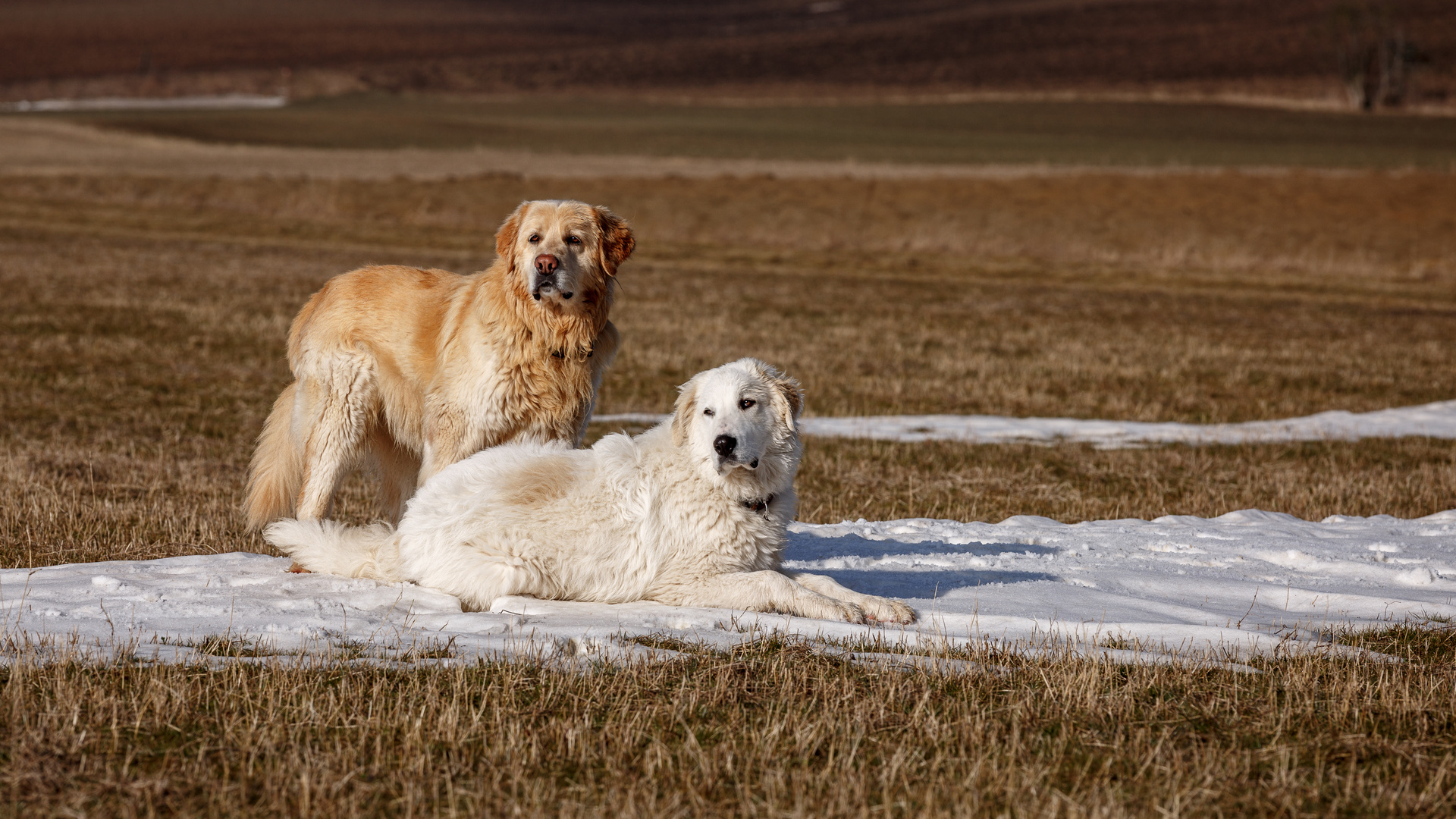 Hunde im Frühling