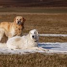 Hunde im Frühling