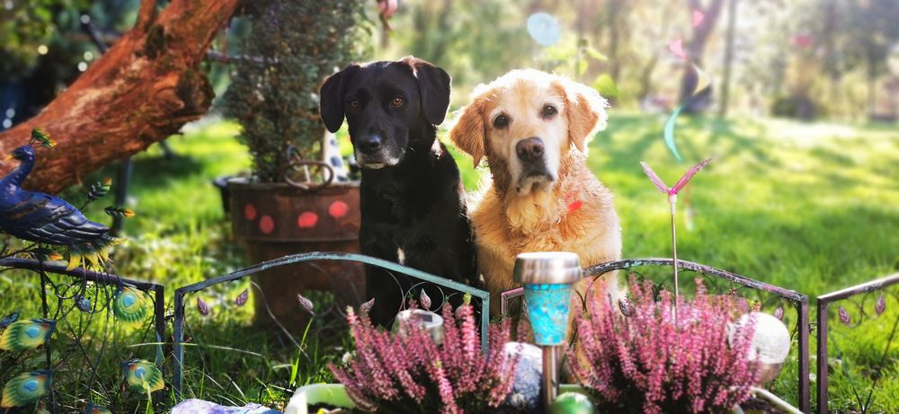 Hunde im Garten Foto & Bild hunde, natur, tiere Bilder auf
