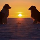 Hunde im Gegenlicht, Sonnenuntergang auf Römö 14.03.13