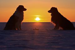 Hunde im Gegenlicht, Sonnenuntergang auf Römö 14.03.13