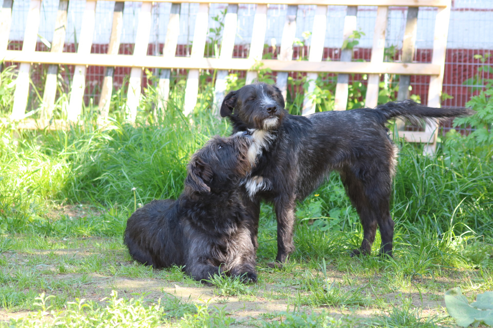 Hunde im Grünen