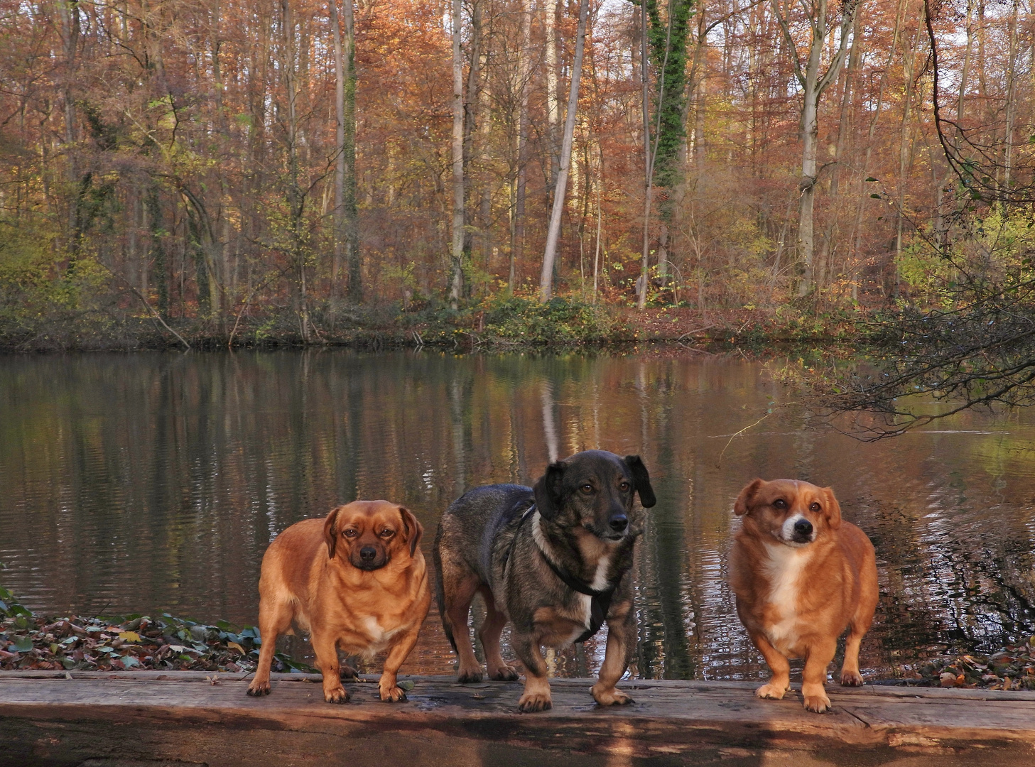 Hunde im Herbst_03b