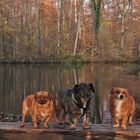 Hunde im Herbst_03b