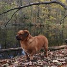 Hunde im Herbst_05: Kampfhund
