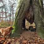 Hunde im Herbst_07b