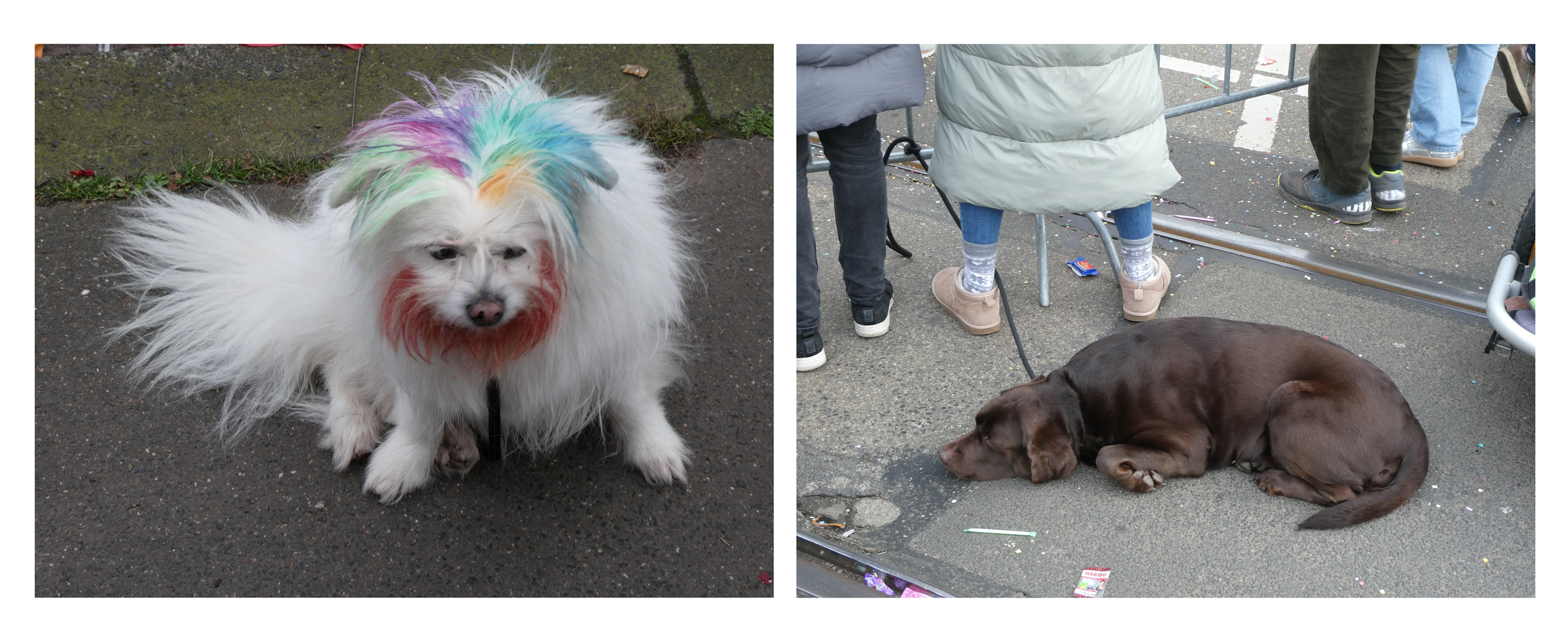 Hunde im Karneval