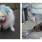 Hunde im Karneval