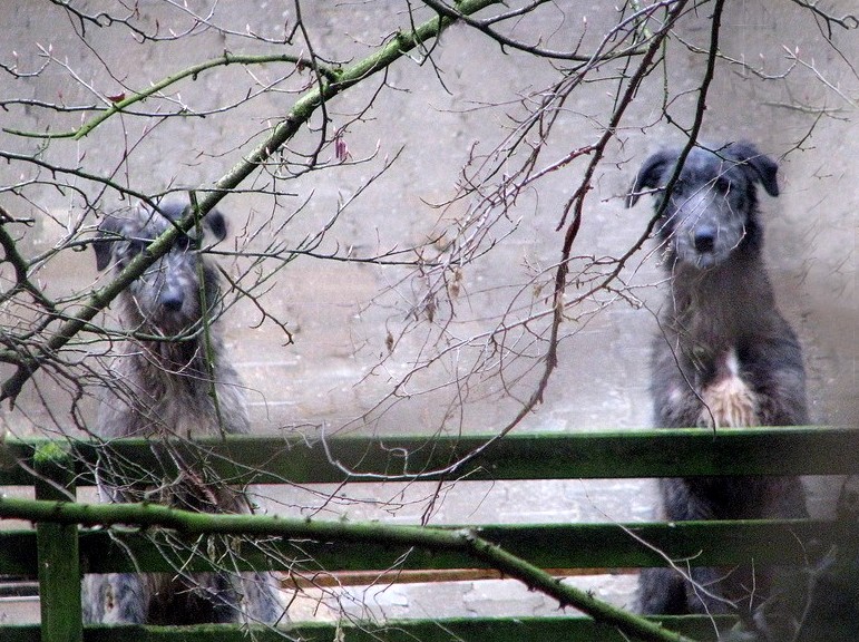 Hunde im Nebel ...