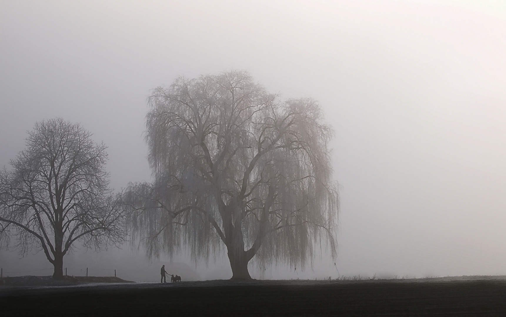 Hunde im Nebel