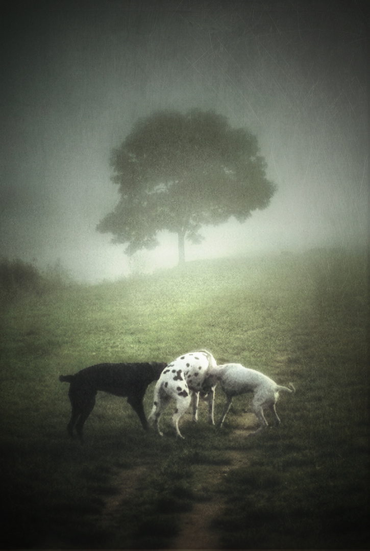 hunde im nebel