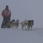 Hunde im Nebel (Schlittenhunde Dobel)