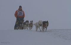 Hunde im Nebel (Schlittenhunde Dobel)