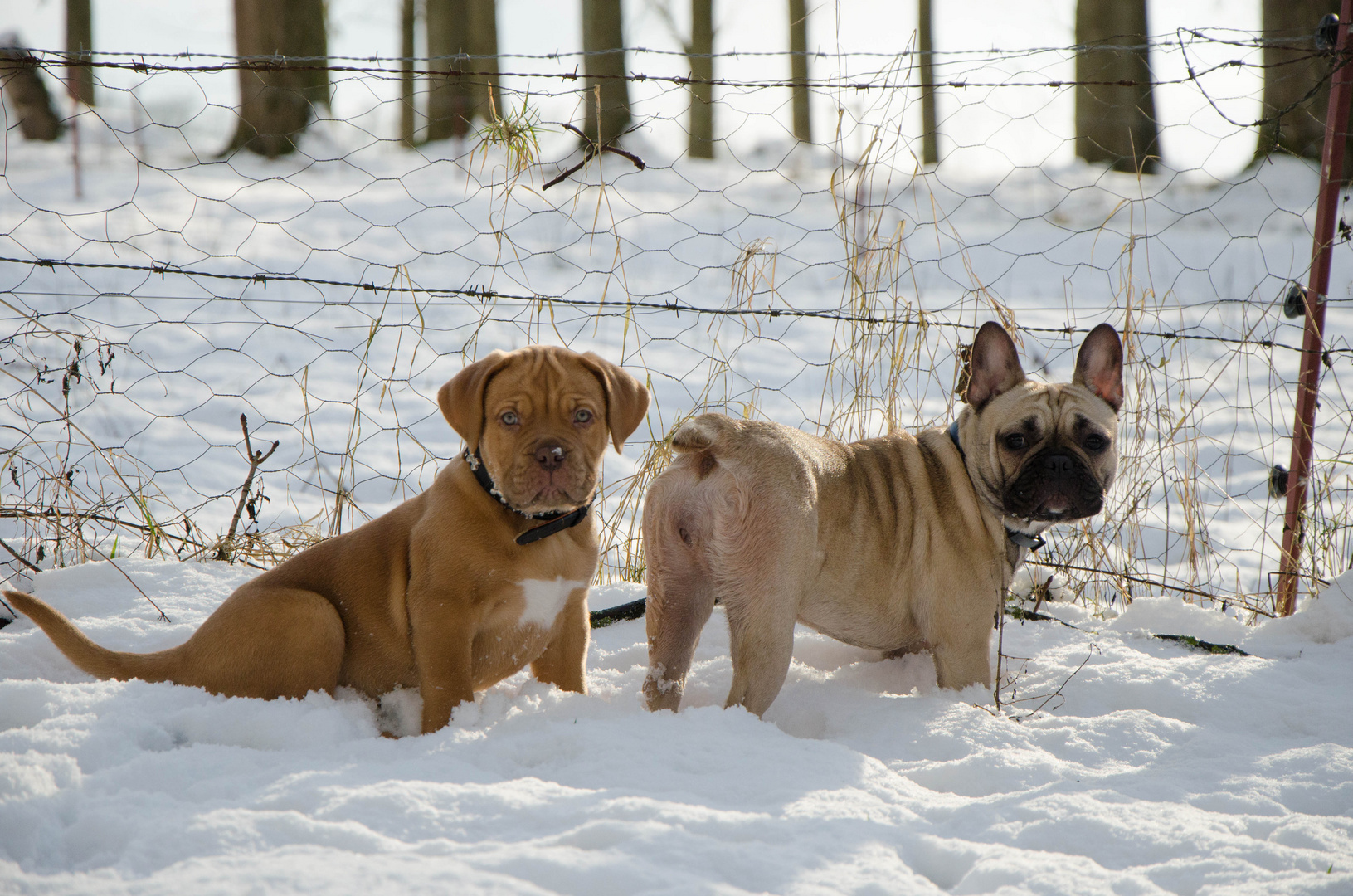 Hunde im Schnee