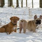 Hunde im Schnee