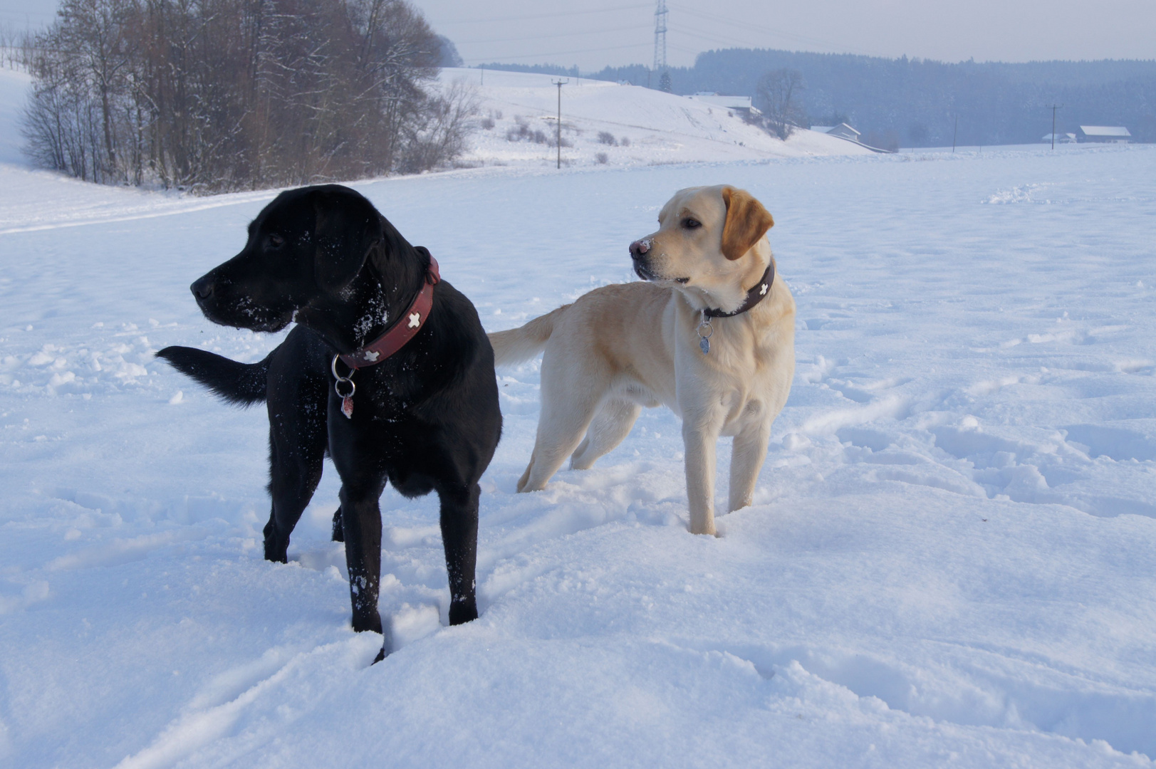 Hunde im Schnee