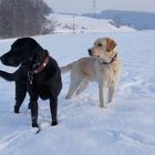 Hunde im Schnee