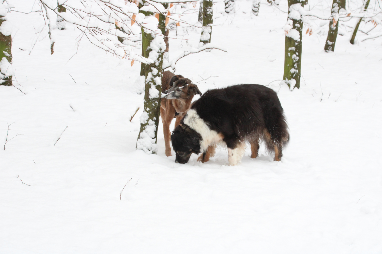 Hunde im Schnee