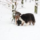 Hunde im Schnee