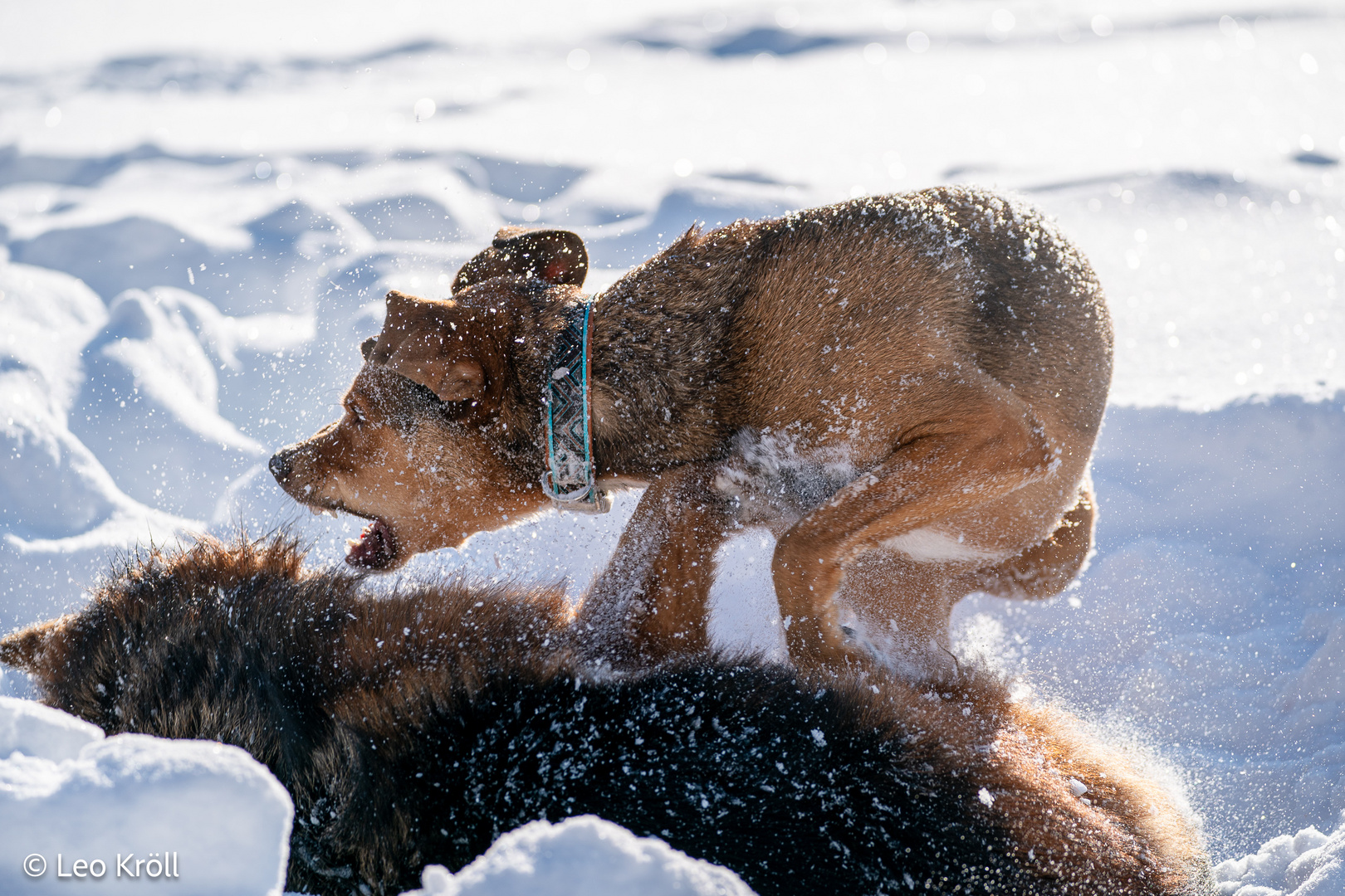 Hunde im Schnee 