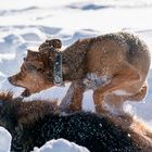 Hunde im Schnee 