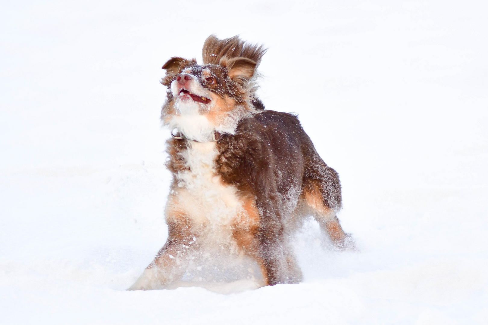 Hunde im Schnee