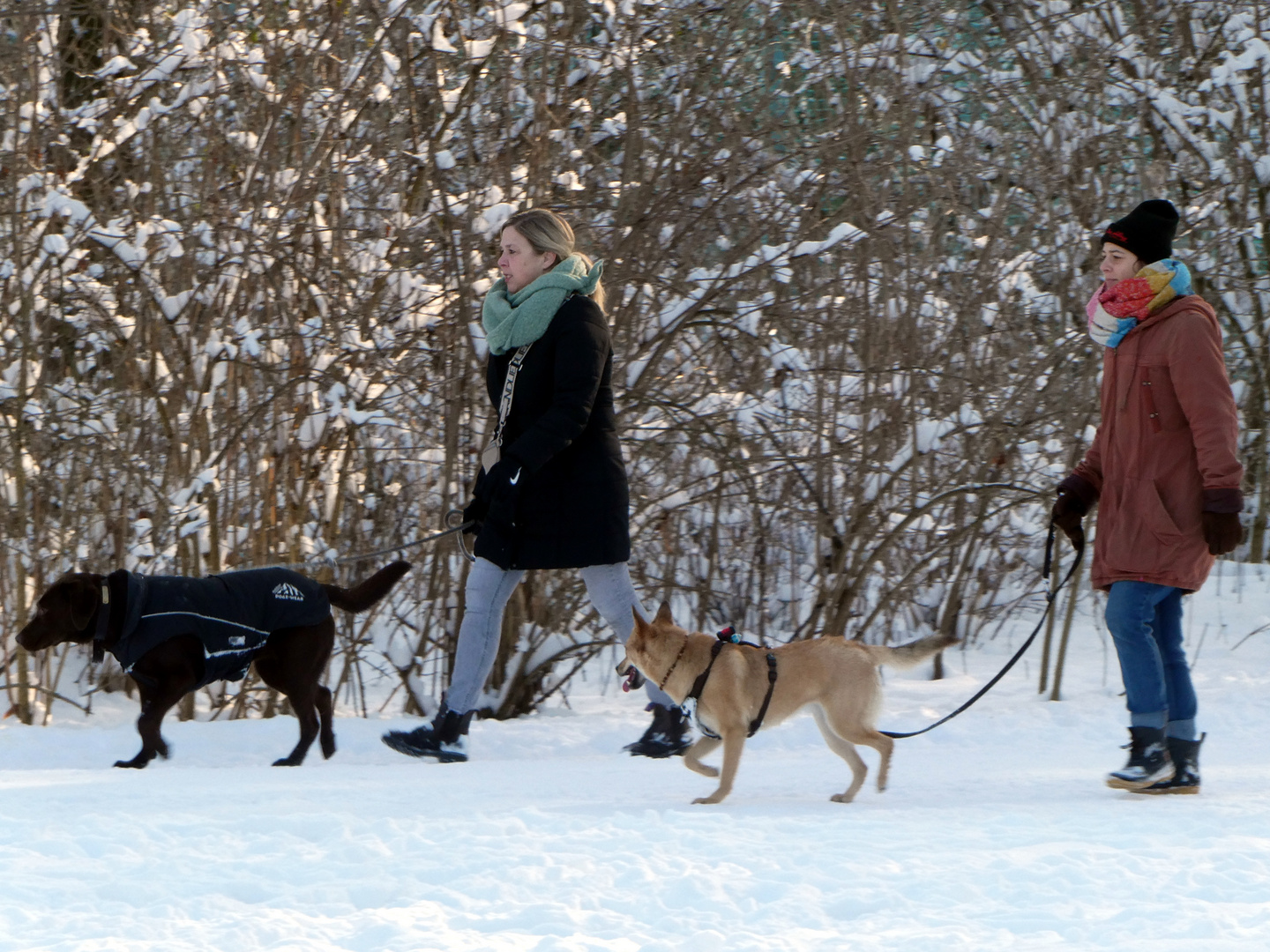 Hunde im Schnee