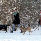 Hunde im Schnee