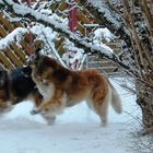 Hunde im Schnee