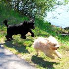 Hunde im Spiel