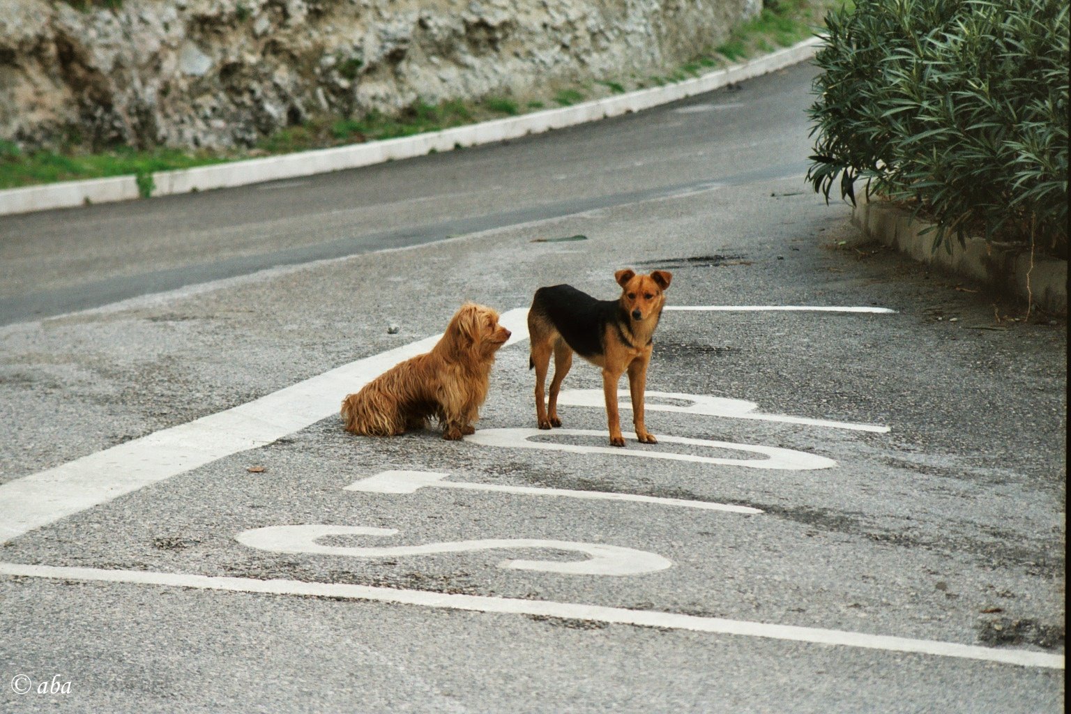 Hunde im Straßenverkehr