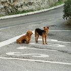 Hunde im Straßenverkehr