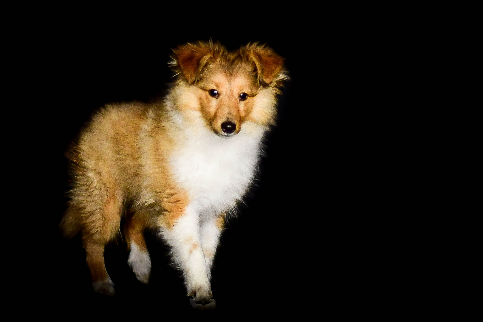 Hunde im Studio