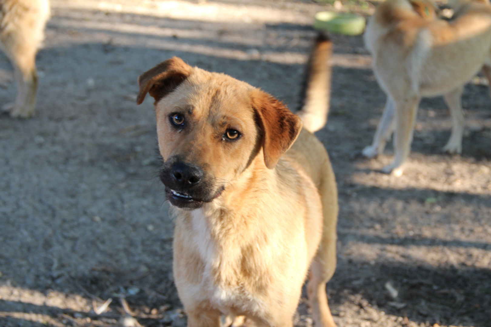 Hunde im Tierheim