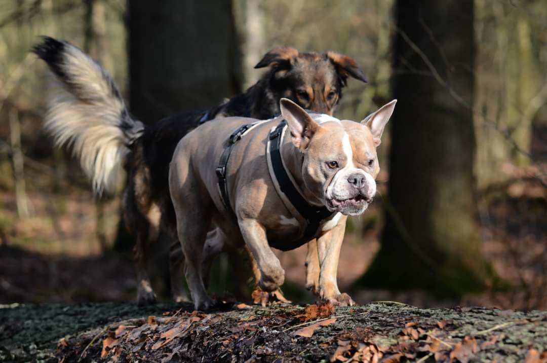 Hunde im Wald