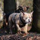 Hunde im Wald