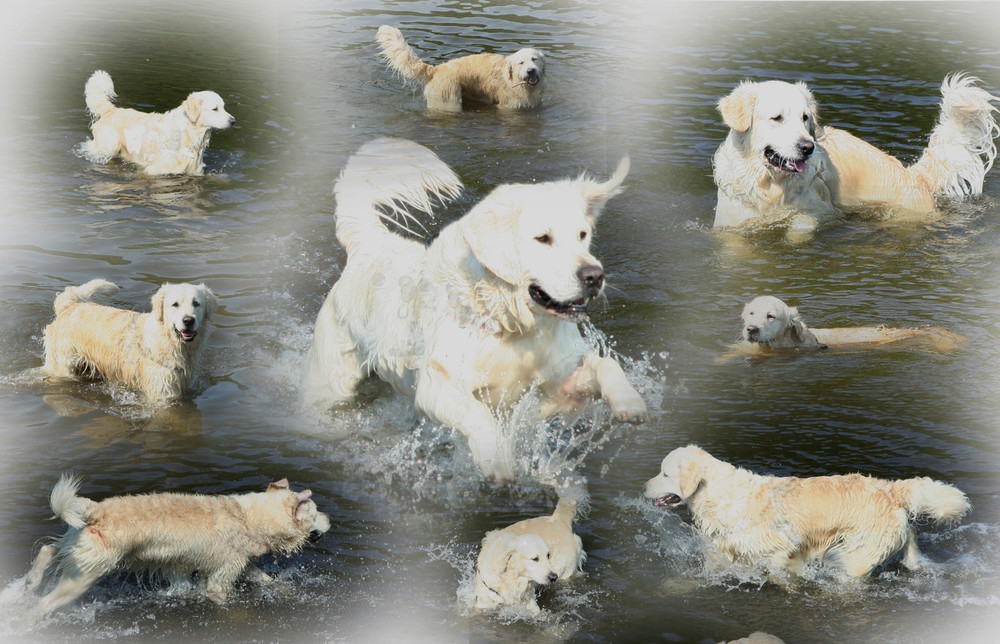 Hunde im Wasser